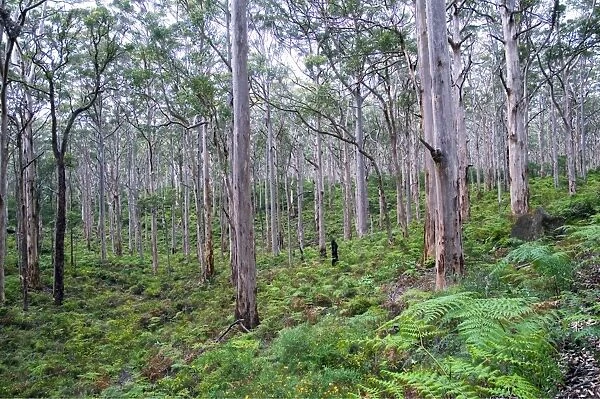 Forest of karri trees, the third tallest tree species in the world. Boranup Forest, Margaret River, Western Australia