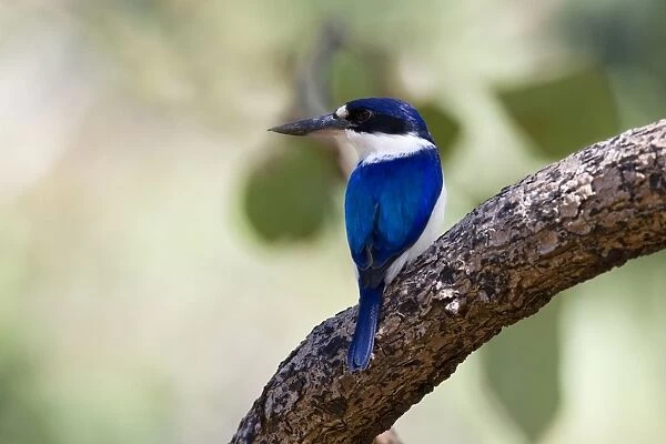Forest Kingfisher - adult Forest Kingfisher sitting on a branch in a light forest looking out for prey - Northern Territory