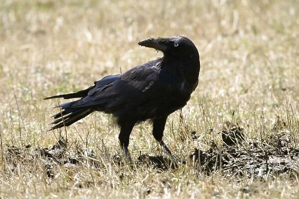 Forest Raven Open country central Tasmania, Australia