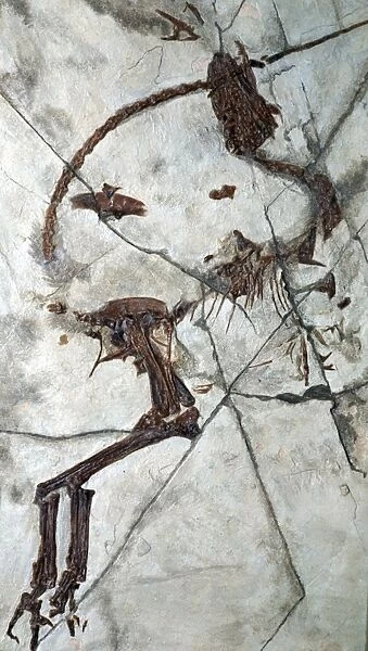 Fossil bird like reptile from China
