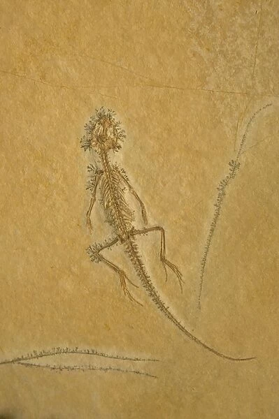 Fossil - Lizard - Species unknown. Jurassic Eichstattt, Germany