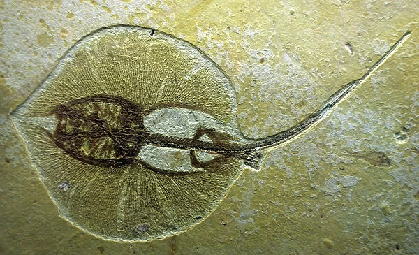 Fossil Sting Ray from Wyoming. Eocene