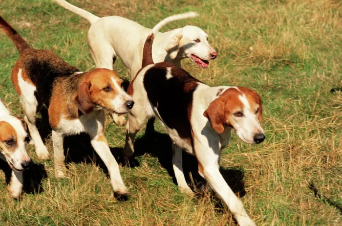 Framed Print : Foxhound Print JAM-165 UK Framed Print : Foxhound Print JAM-165 UK