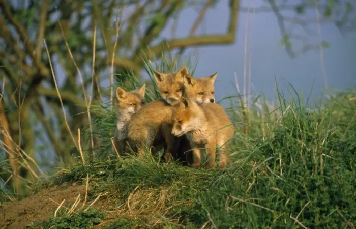 Framed Print : Print of Young Fox Cubs Framed Print : Print of Young Fox Cubs