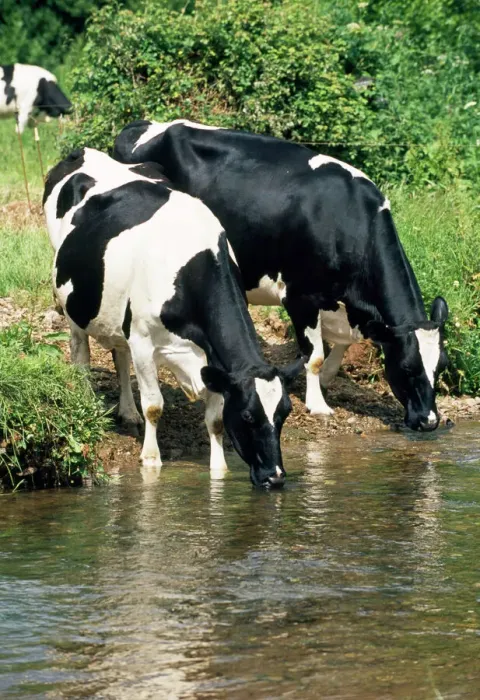 Framed Print : Friesian Cows Print - River Scene JD-17892 Framed Print : Friesian Cows Print - River Scene JD-17892