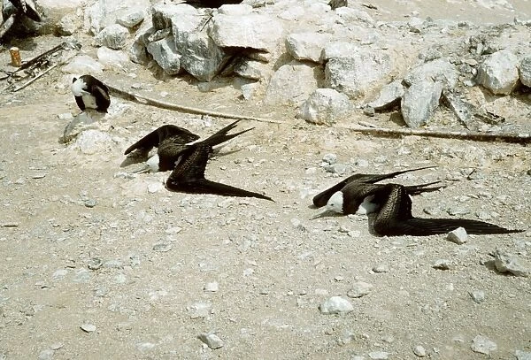 FRIGATE BIRDS - sunning - Ascension Island