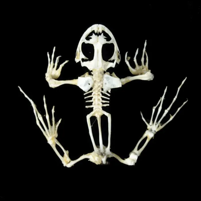 Framed Print : Frog Skeleton Print - LA-84 Ardea Framed Print : Frog Skeleton Print - LA-84 Ardea