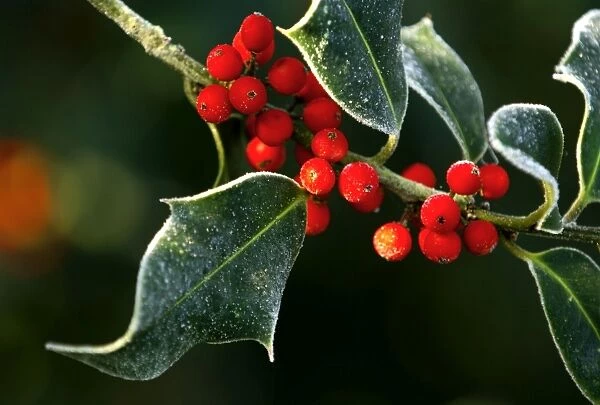Frosted holly leaves and berries. Kent - UK. December