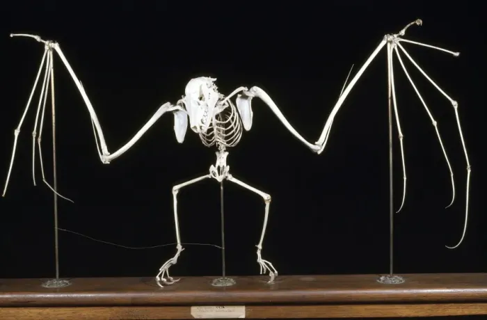 Framed Print : Fruit Bat / Flying Fox Skeleton Print Framed Print : Fruit Bat / Flying Fox Skeleton Print