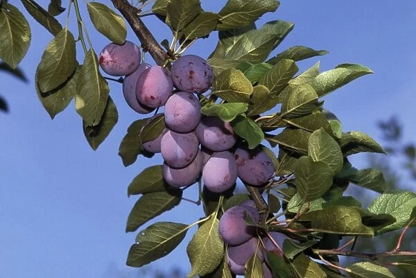 Fruit - Plums on branch