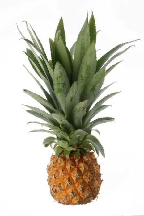 Framed Print : Pineapple Print LA-1042 by Jean Michel Labat Framed Print : Pineapple Print LA-1042 by Jean Michel Labat