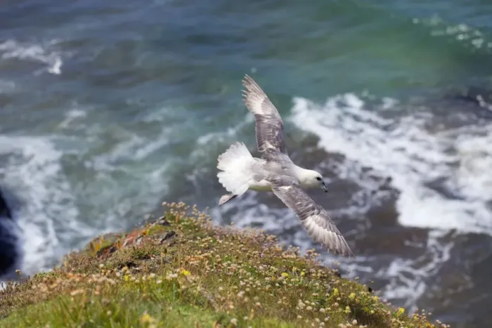 Framed Print : Fulmar in Flight Print - Cornwall, UK Framed Print : Fulmar in Flight Print - Cornwall, UK