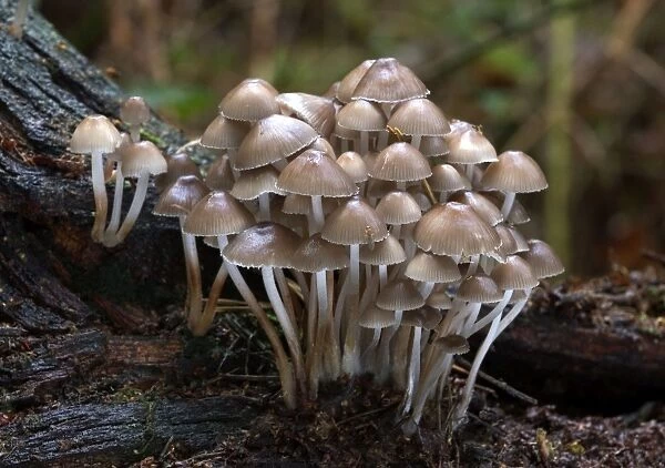 Fungi Mycena inclinata on rotting conifer stump October Knapp Wood Nature Reserve E. Sussex, UK