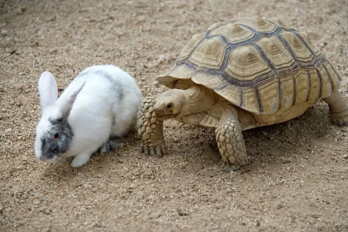 Framed Print : Dwarf Rabbit with Tortoise Print Framed Print : Dwarf Rabbit with Tortoise Print
