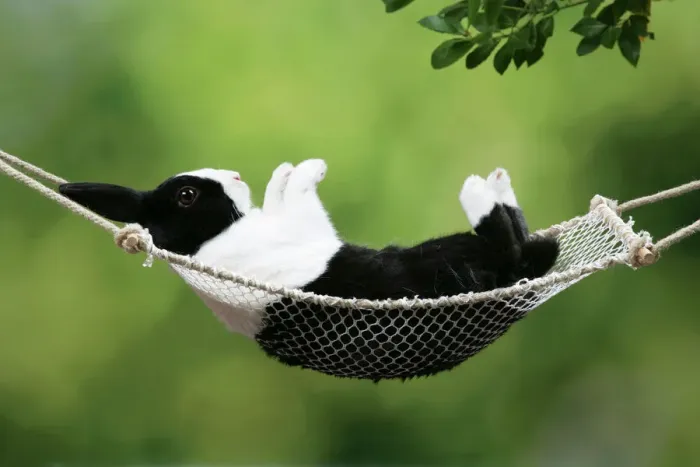 Framed Print : Rabbit in a Hammock Print Framed Print : Rabbit in a Hammock Print