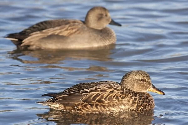 Gadwall - adult female on the water with adult male in background. England, UK