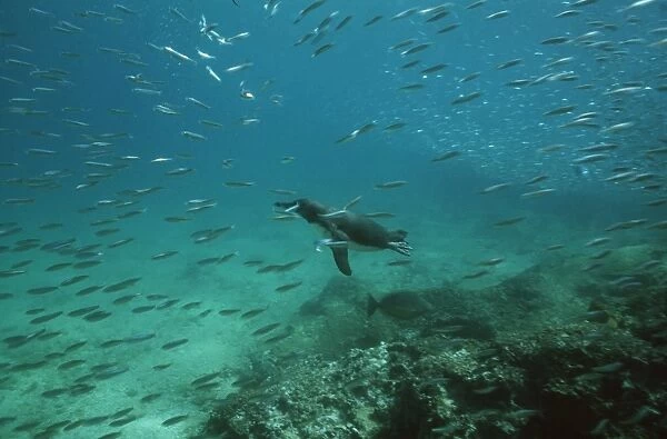Galapagos Penguin - swimming underwater - Galapagos, Ecuador AU-1154