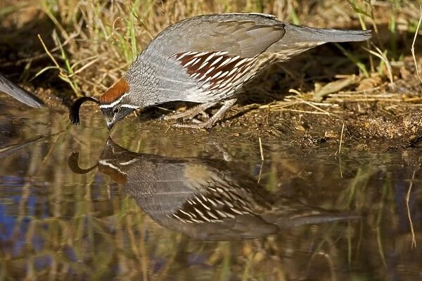 Gambel's Quail - drinking from temporary pool - Male - Replaces the California Quail in the desert and similar to that bird - On the western edge of the Mojave and Colorado deserts where ranges of California
