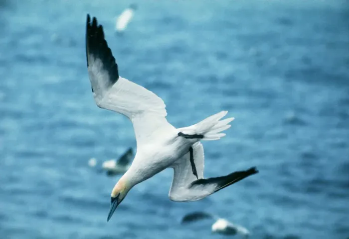 Framed Print : Northern Gannet Print Framed Print : Northern Gannet Print