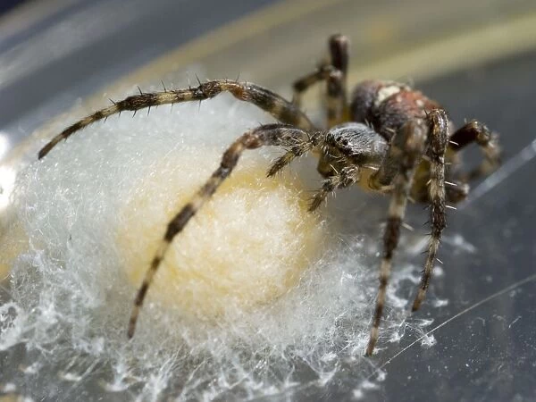 Garden Cross Spider - female protecting egg sac. UK