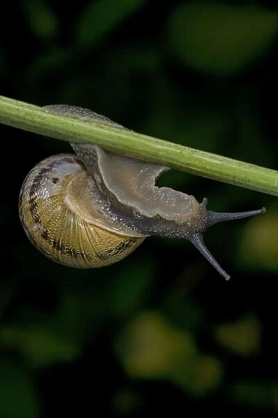 Garden Snail - England - UK - Native to Mediterranean region of western Europe-northern Africa and Great Britain