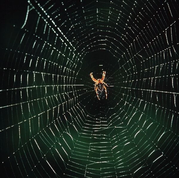Garden Spider - In a web