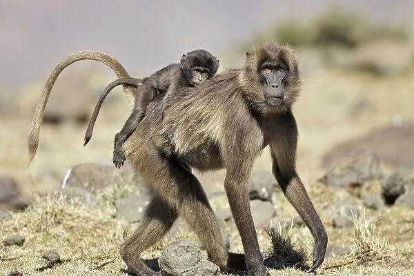 Gelada Baboon - adult with young on back. Simien mountains - Ethiopia - Africa