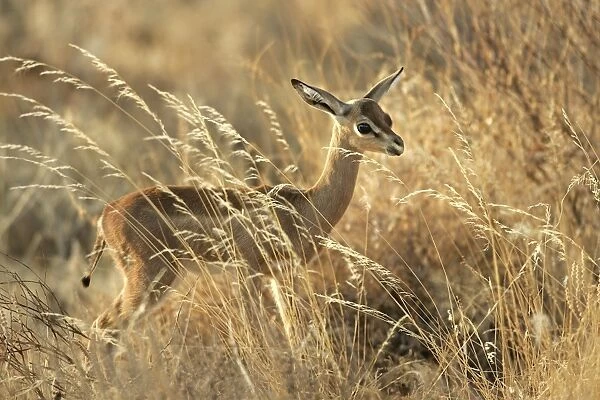 Gerenuk - in grass. Samburu National Park - Kenya - Africa
