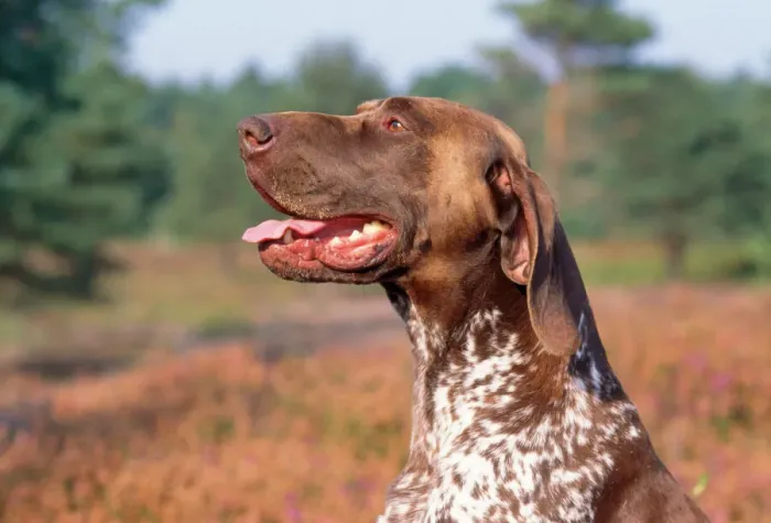 Framed Print : German Short-haired Pointer Dog Print JD-14625 Framed Print : German Short-haired Pointer Dog Print JD-14625