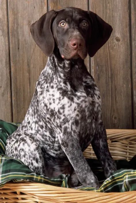 Framed Print : German Short-haired Pointer Dog Print JD-15672 by John Daniels Framed Print : German Short-haired Pointer Dog Print JD-15672 by John Daniels