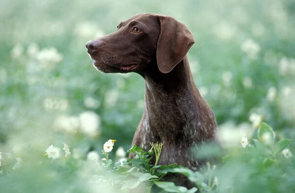German Short-haired Pointer Dog - Sitting amidst flowers