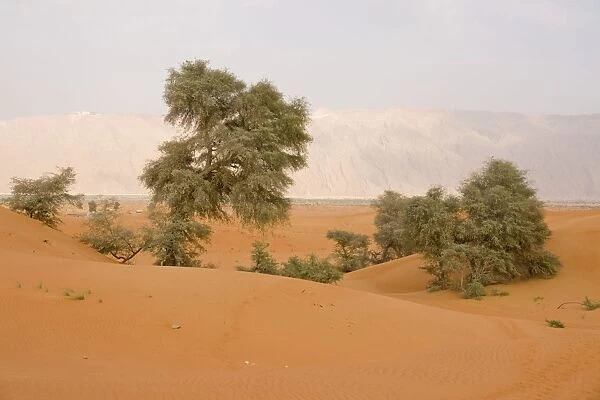 Ghaf Trees - growing in sand dunes - Jebel Hafeet mountain in background - Al Ain - Abu Dhabi - United Arab Emirates
