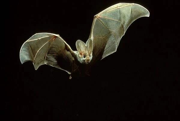 Ghost bat (Macroderma gigas) in flight at night. Northern Australia
