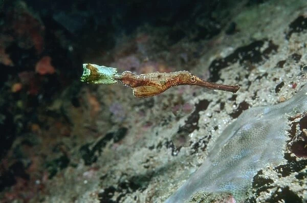 Ghost Pipefish - Pretending to be a piece of weed. Milne Bay Papua New Guinea, Indo Pacific PIP-011