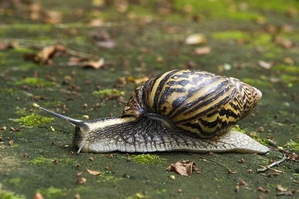 Giant African Land  /  Elegant Agate Snail - one of many Achatina species which are invasive pests of agricultural crops and flower gardens - this species occurs in Zimbabwe and South Africa - Grahamstown - Eastern Cape - South Africa