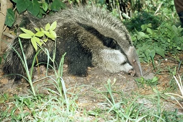 Giant Anteater - using front claw to feed at ants nest - Guyana South America