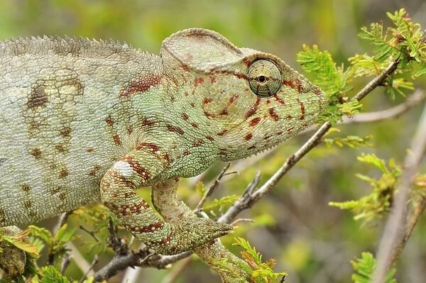 Giant Madagascar  /  Oustalet's Chameleon - female - Montagne des Francais Reserve - Antsiranana - Northern Madagascar
