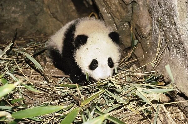 Giant Panda AW 5374 Juvenile in den, aged 4 months, Qinling Mountains, Shaanxi, China. Ailuropoda melanoleuca © Adrian Warren  /  ardea. com