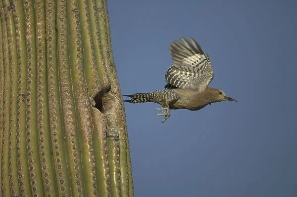 Gila Woodpecker Leaving nest in Cactus Feeds on nectar and insects in the Saguaro cactus blossom - helps pollinate cactus - makes holes in Saguaro cactus for their nests which are then used by other birds