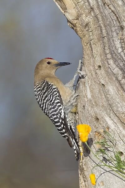 Gila Woodpecker - male - March - southeastern Arizona - USA