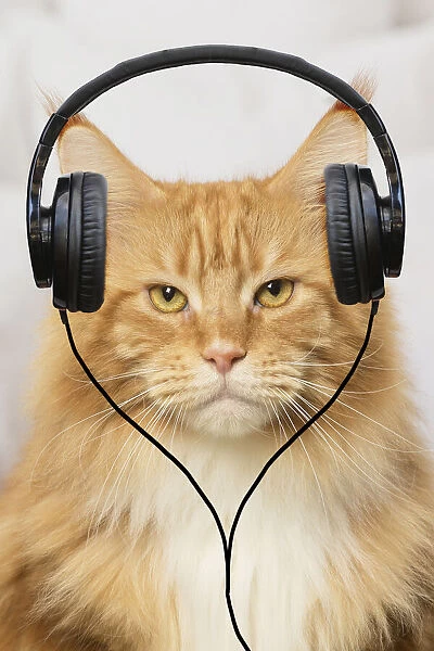 Ginger Maine Coon cat looking grumpy wearing headphones Date: 14-12-2017
