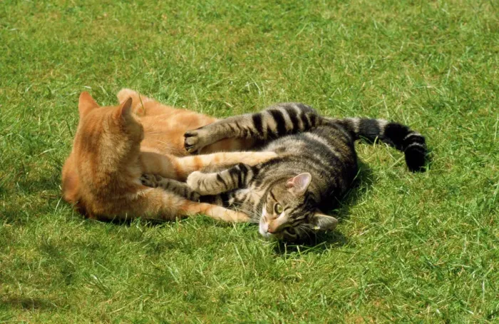 Framed Print : Ginger & Tabby Cats Print Framed Print : Ginger & Tabby Cats Print
