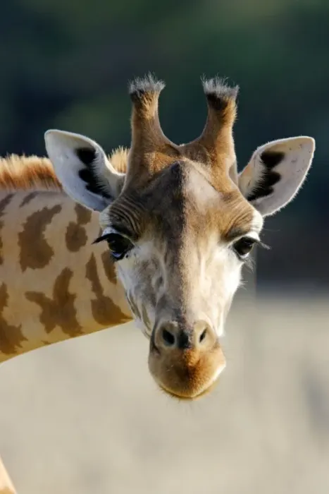 Framed Print : Giraffe Close-up Print Framed Print : Giraffe Close-up Print