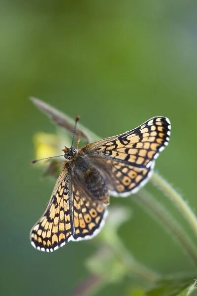 Glanville Fritillary Butterfly - UK