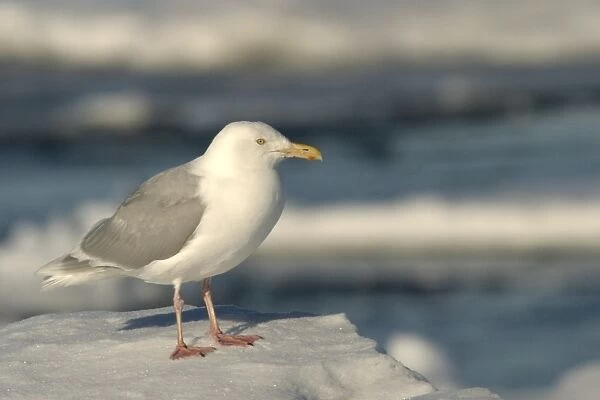 Glaucous Gull. North Spitzbergen. Svalbard