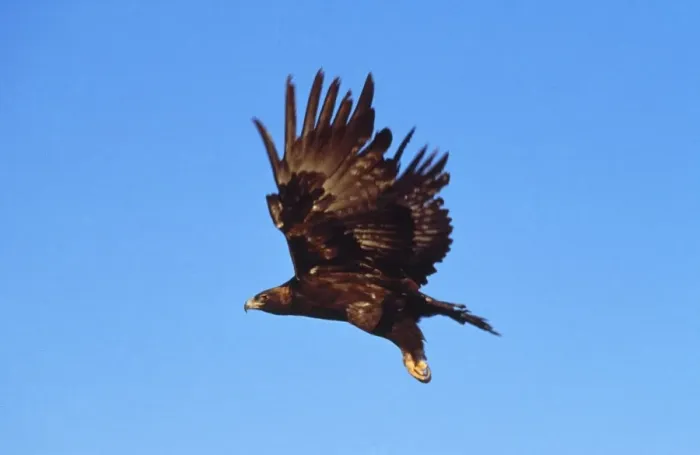Framed Print : Golden Eagle in Flight Print - Aquila chrysaetos Framed Print : Golden Eagle in Flight Print - Aquila chrysaetos