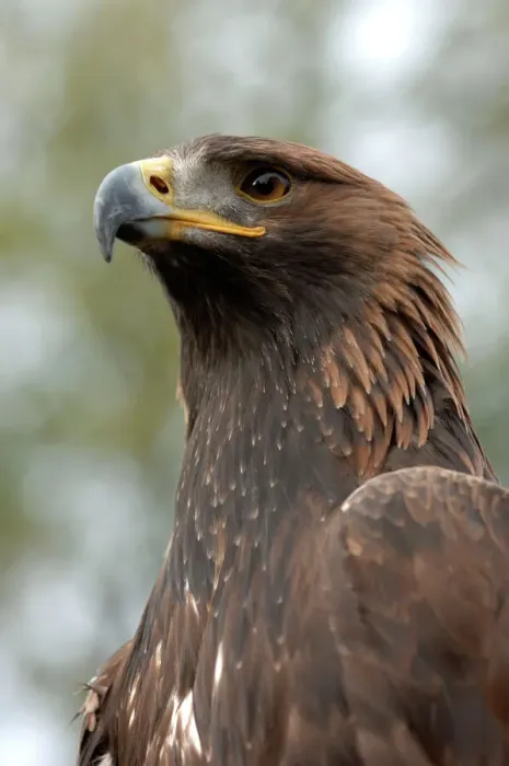 Framed Print : Golden Eagle Close-up Print Framed Print : Golden Eagle Close-up Print