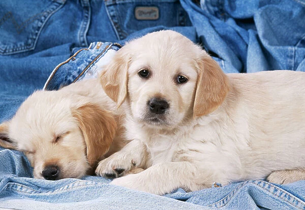 Golden Retriever Dog Puppies on denim jeans