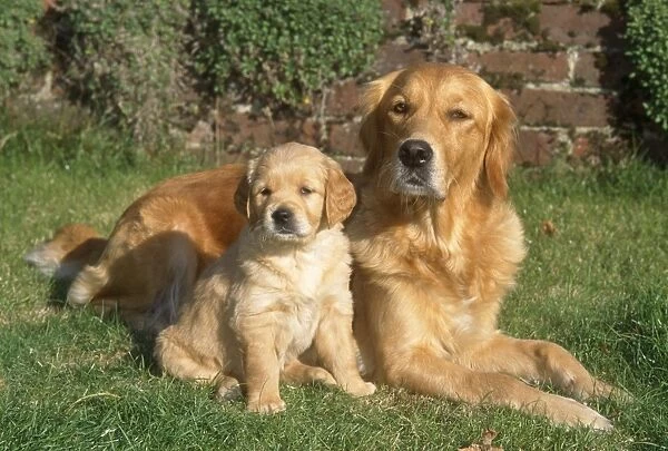 Golden Retriever Dog - with puppy