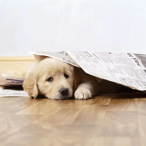 Golden Retriever Dog - puppy under newspapers